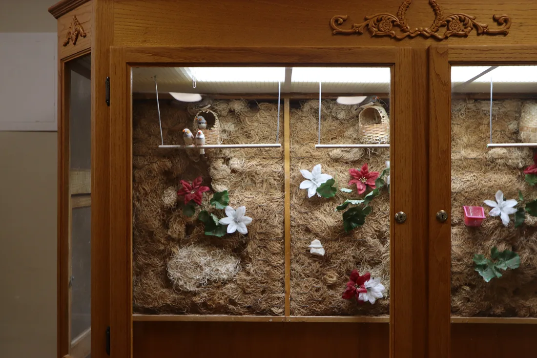 Close up view of bird aviary