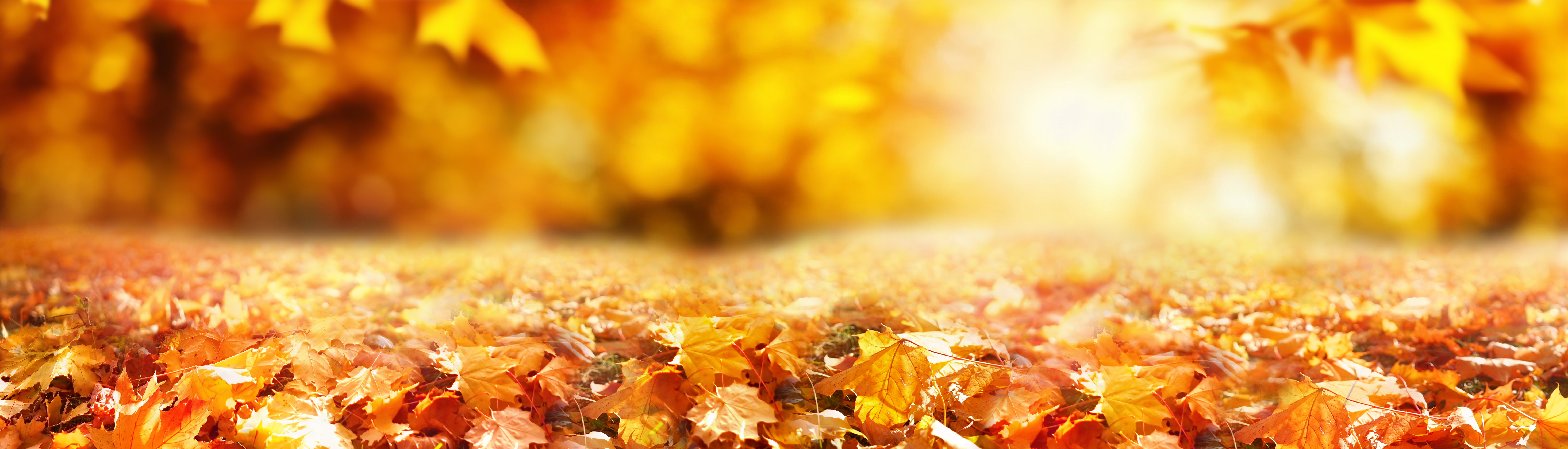 Colorful universal natural panoramic autumn background for design with orange leaves and blurred background