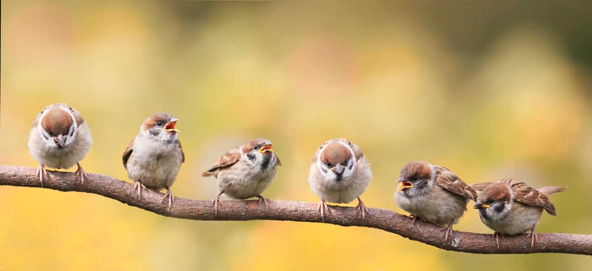 Small birds lined up together on a branch