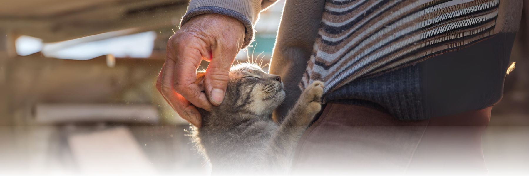 An older adult petting their pet cat can enrich their life