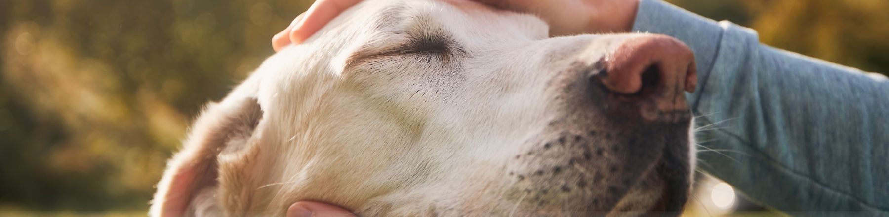 Individual pets dog's head
