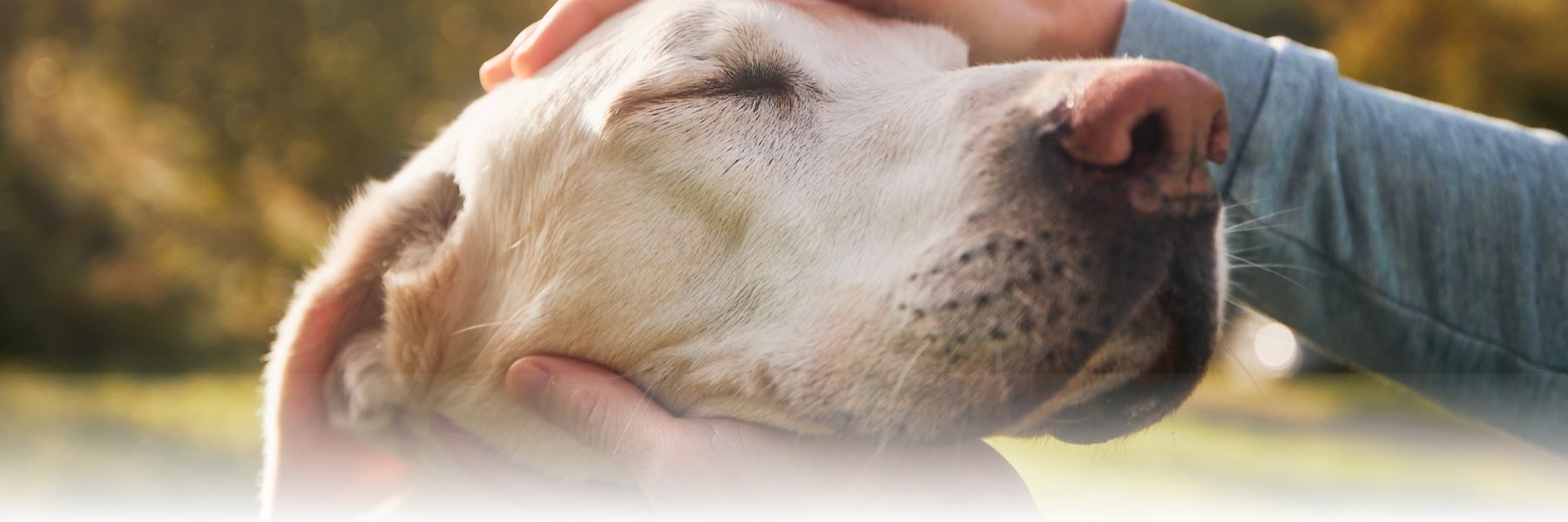 Older adult petting their dog can help enrich their life
